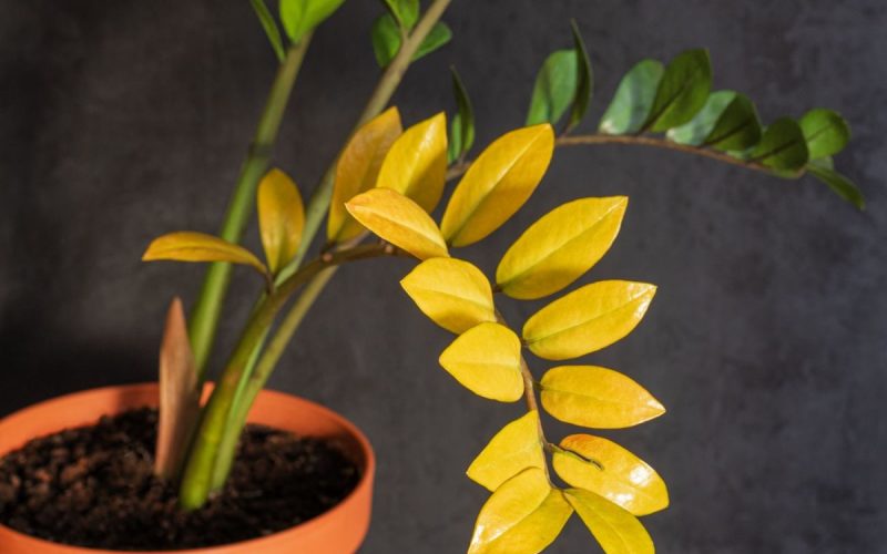 Zamioculcas