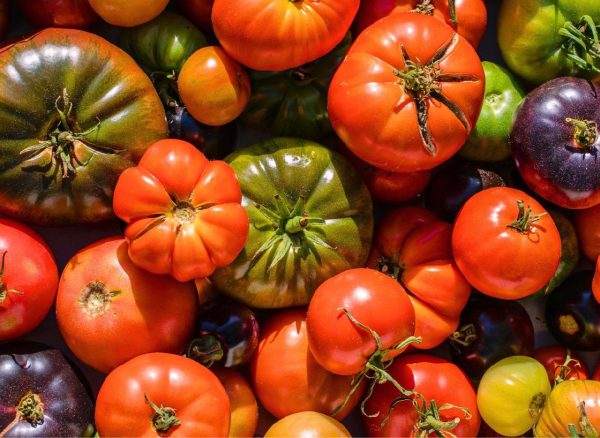 tomatsorter